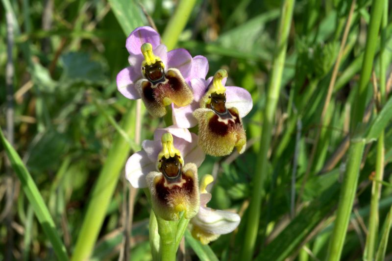 Ophrys tenthredinifera